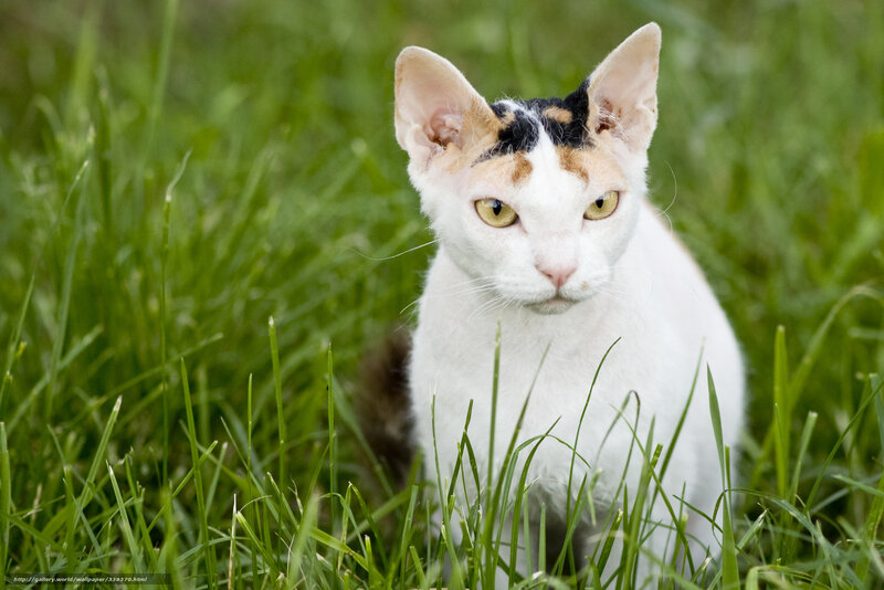 White Cat with Calico Markings