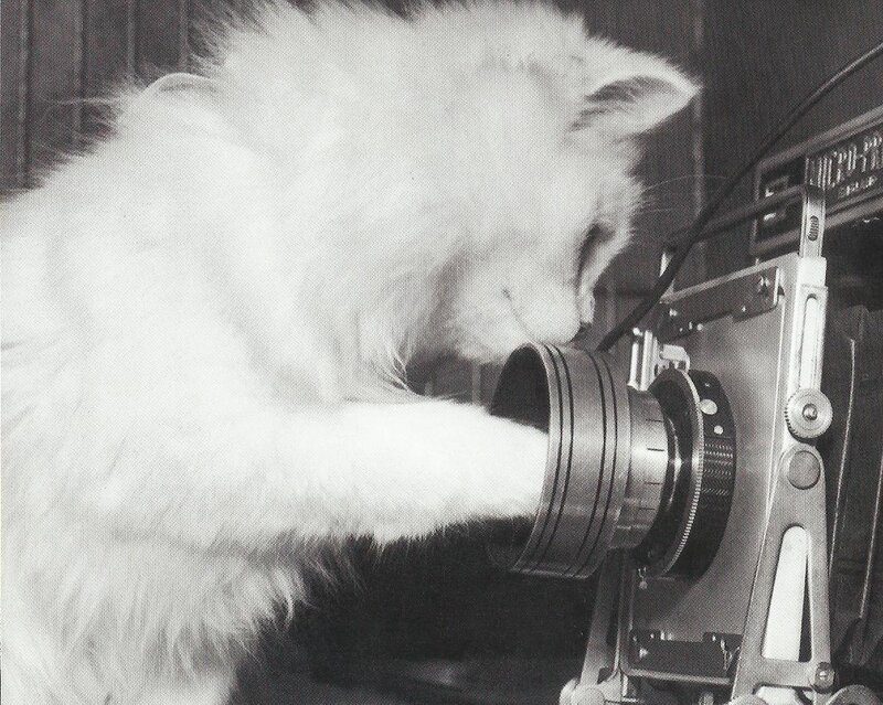 White Cat with Camera