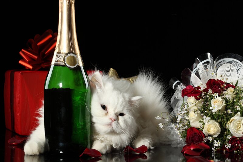 White Cat with Champagne