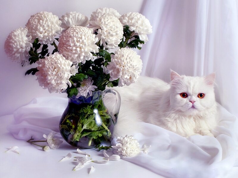 White Cat with Chrysanthemums — Serene