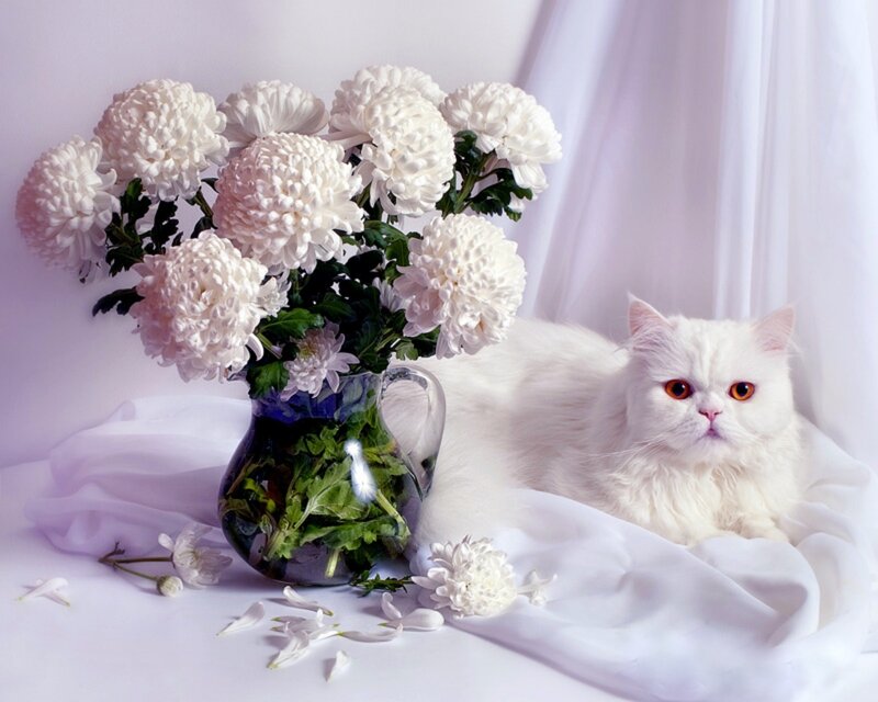 White Cat with Chrysanthemums