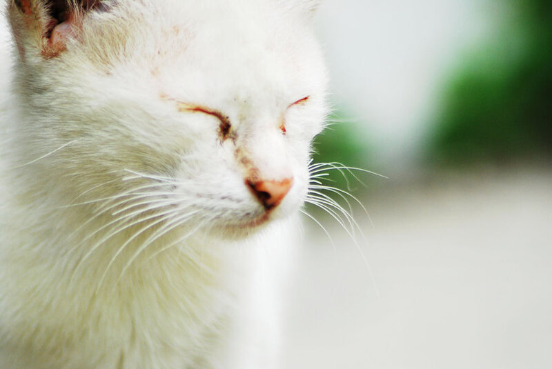 white cat with closed eyes