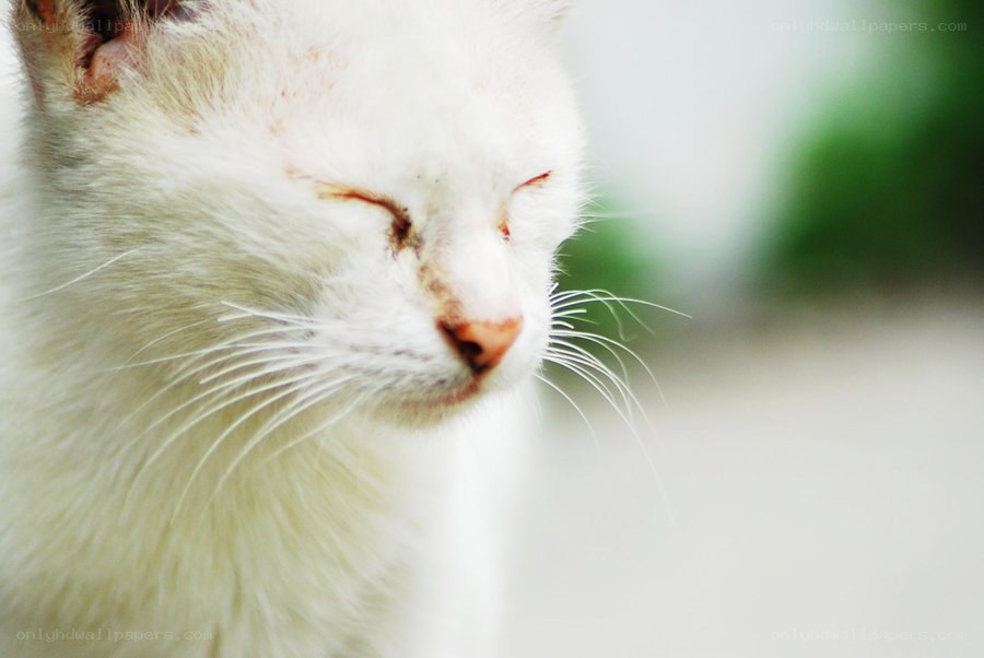 white cat with closed eyes