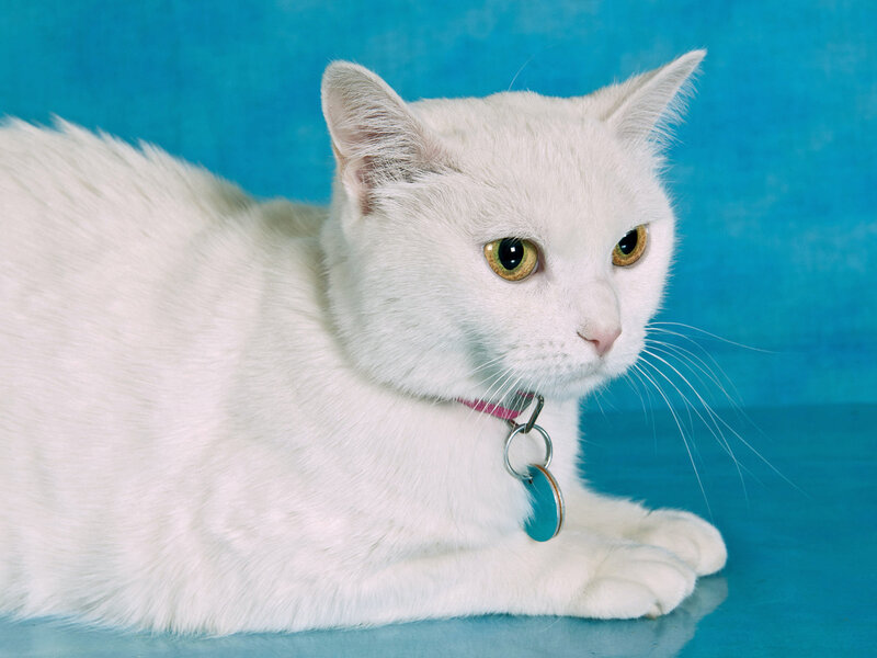 White Cat with Collar — Calm