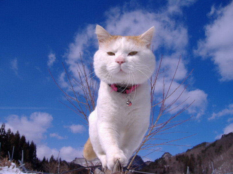 White Cat with Collar — Serene
