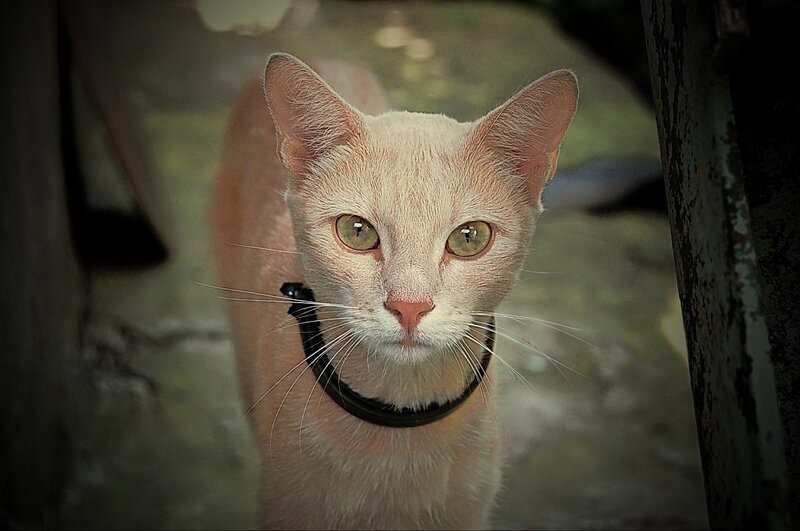White Cat with Collar