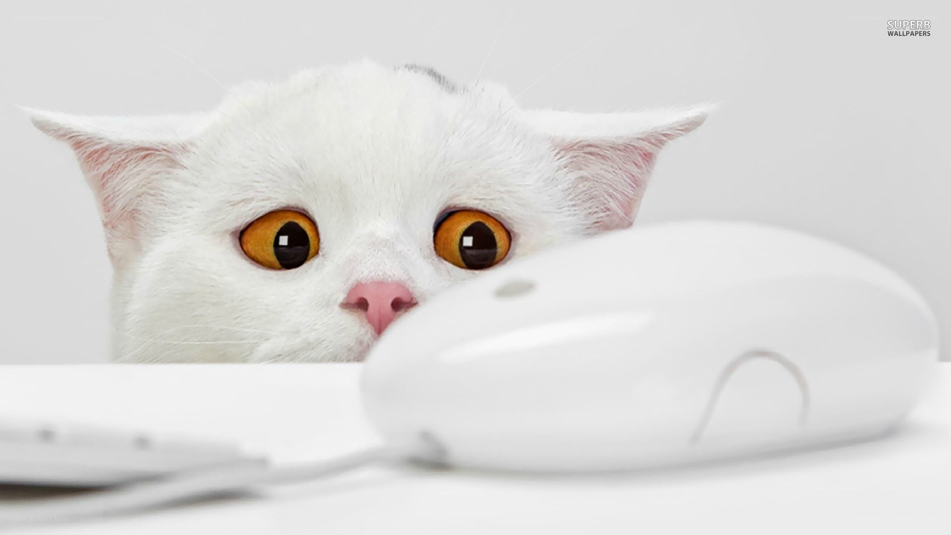 white cat with computer mouse