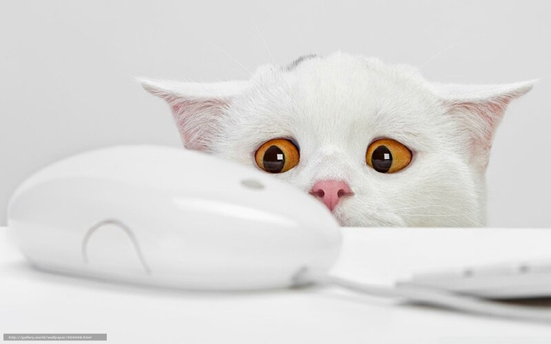 white cat with computer mouse