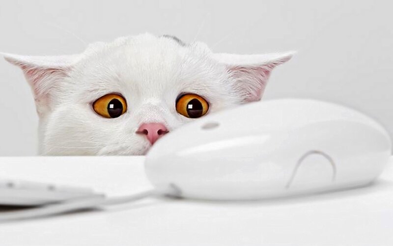 white cat with computer mouse