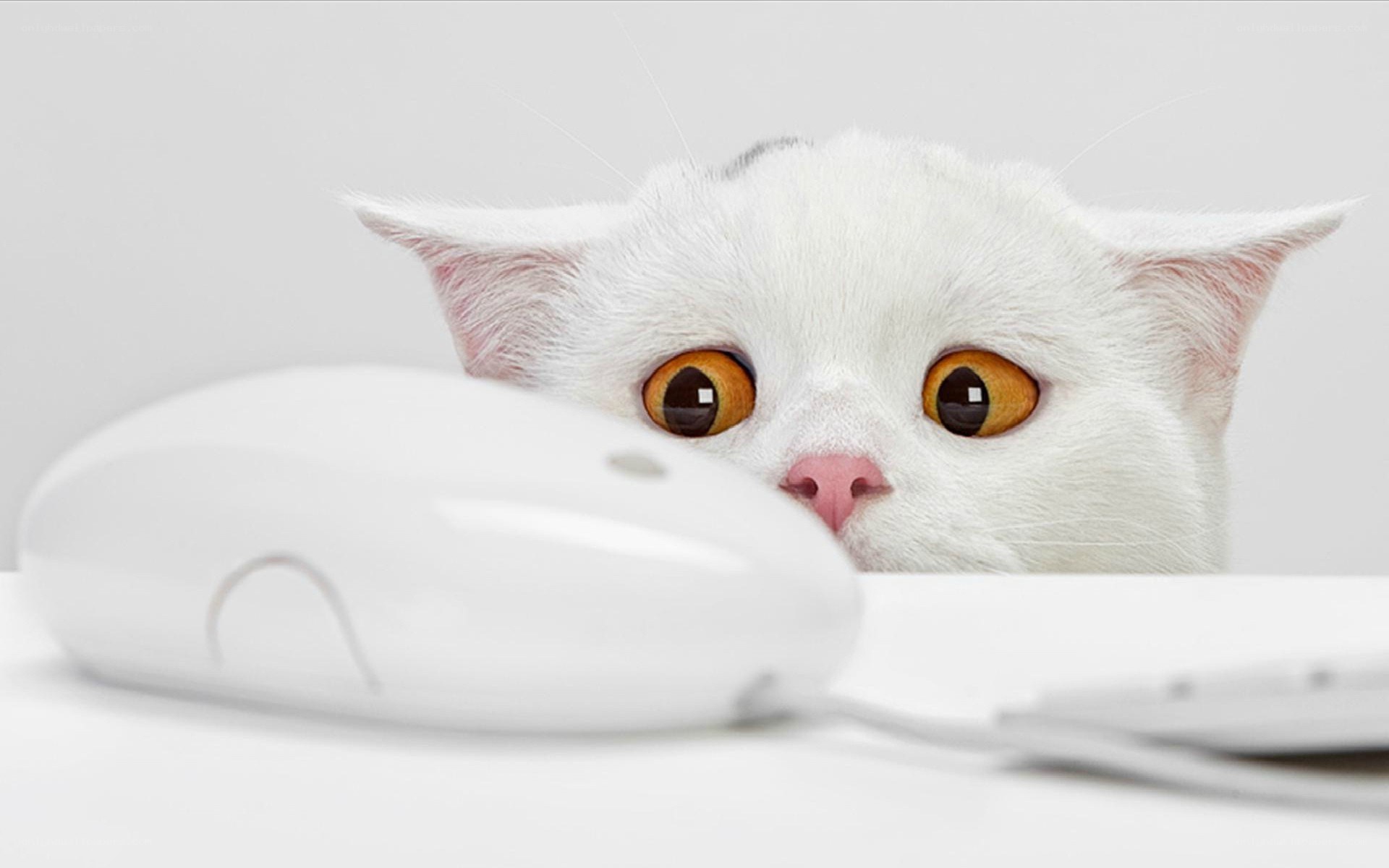 white cat with computer mouse