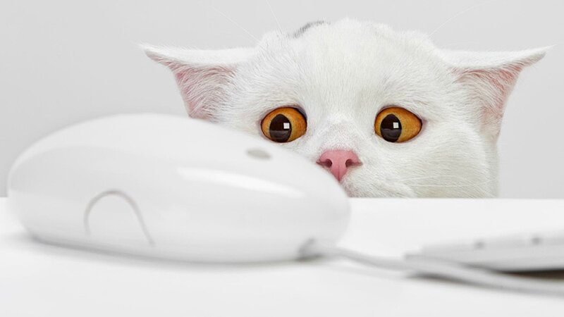 White Cat with Computer Mouse — Curious, Photograph