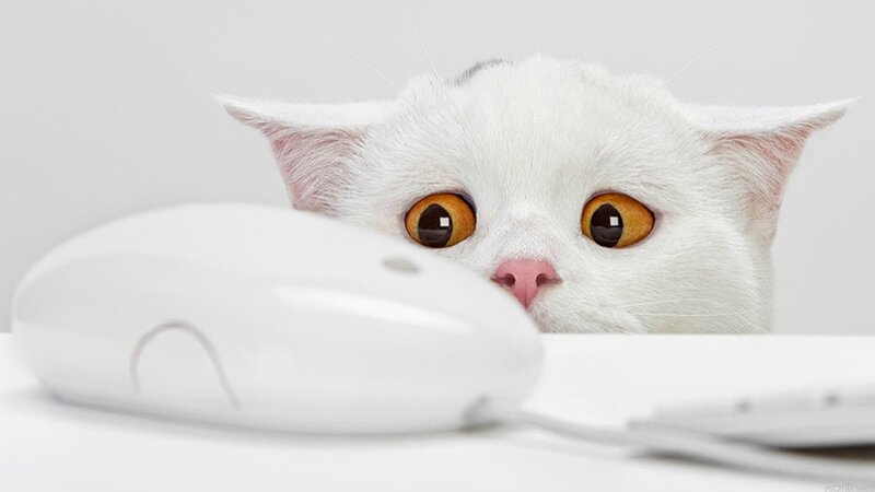 White Cat with Computer Mouse — Curious
