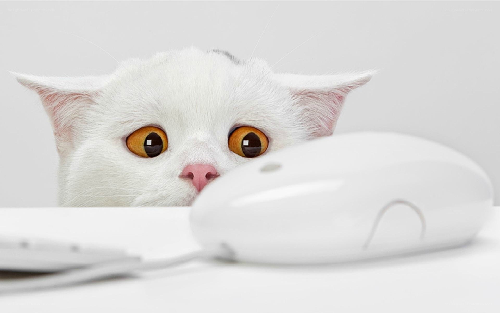 white cat with computer mouse