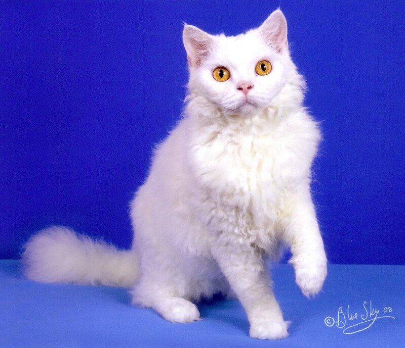 white cat with curly fur