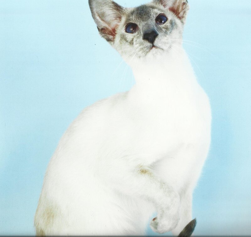 White Cat with Dark Points — Calm, Photograph
