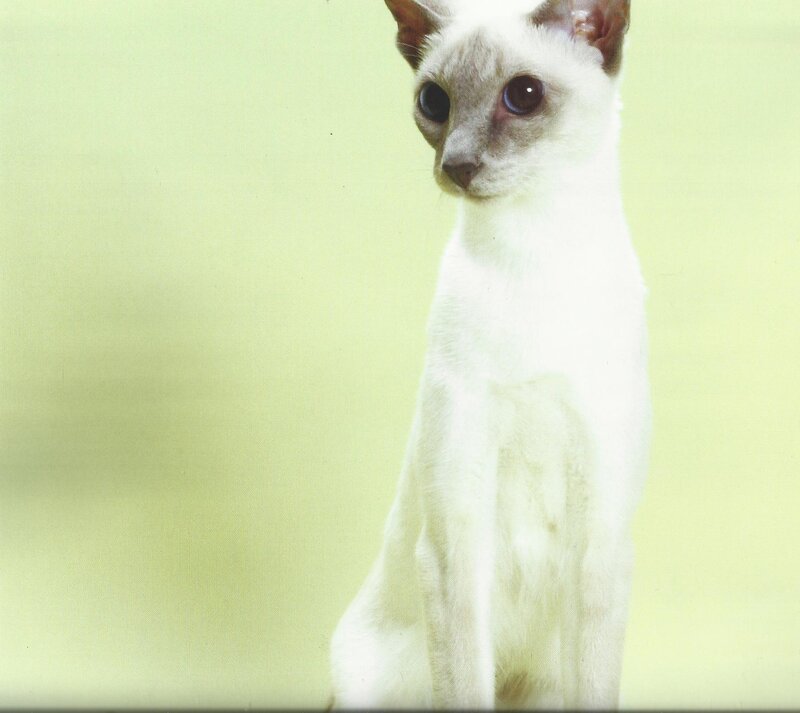 White Cat with Dark Points — Calm