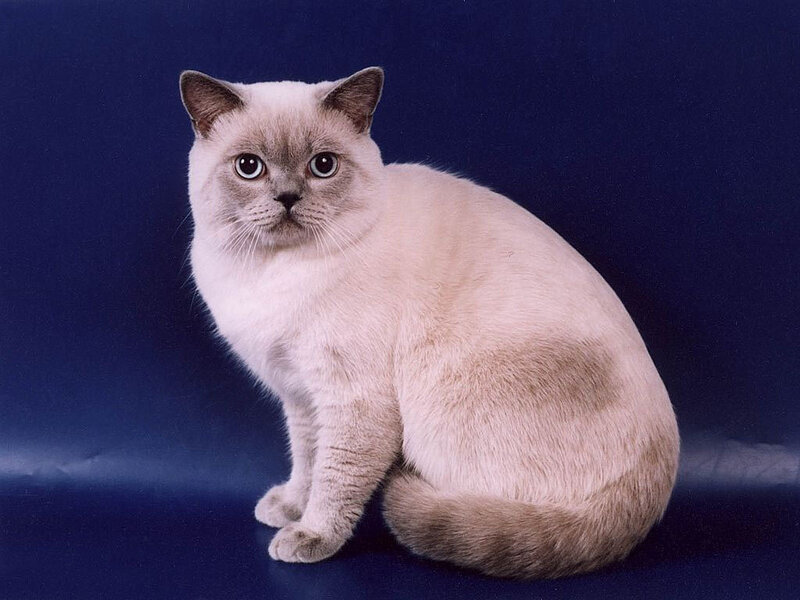 White Cat with Dark Points