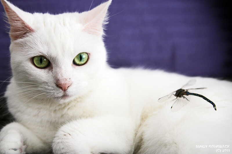 White Cat with Dragonfly