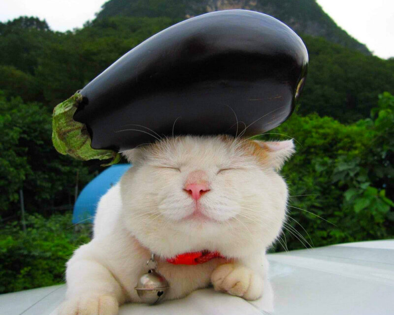White Cat with Eggplant