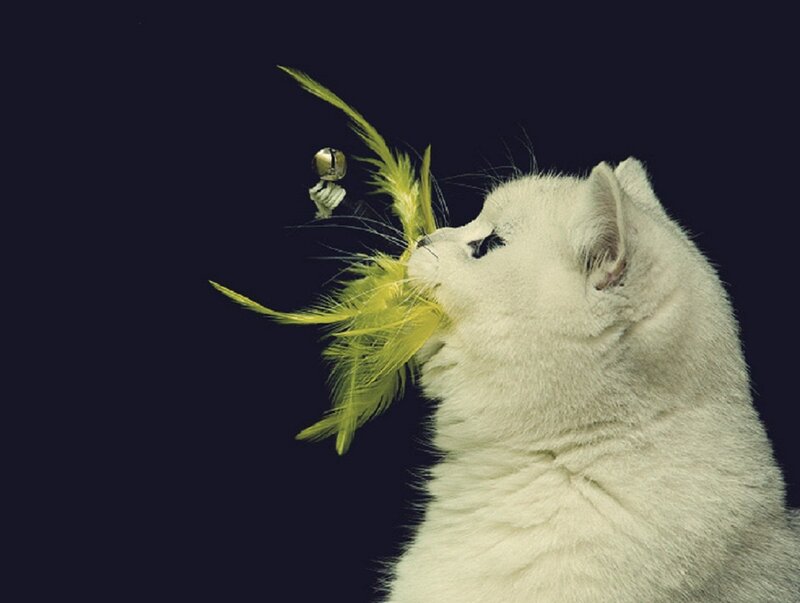 White Cat with Feather Toy