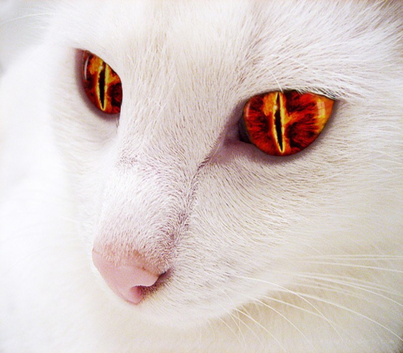 white cat with fiery eyes