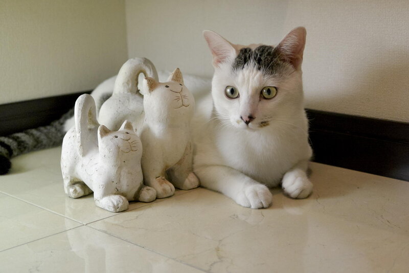 White Cat with Figurines