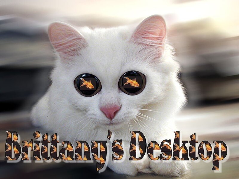 White Cat with Fish Eyes