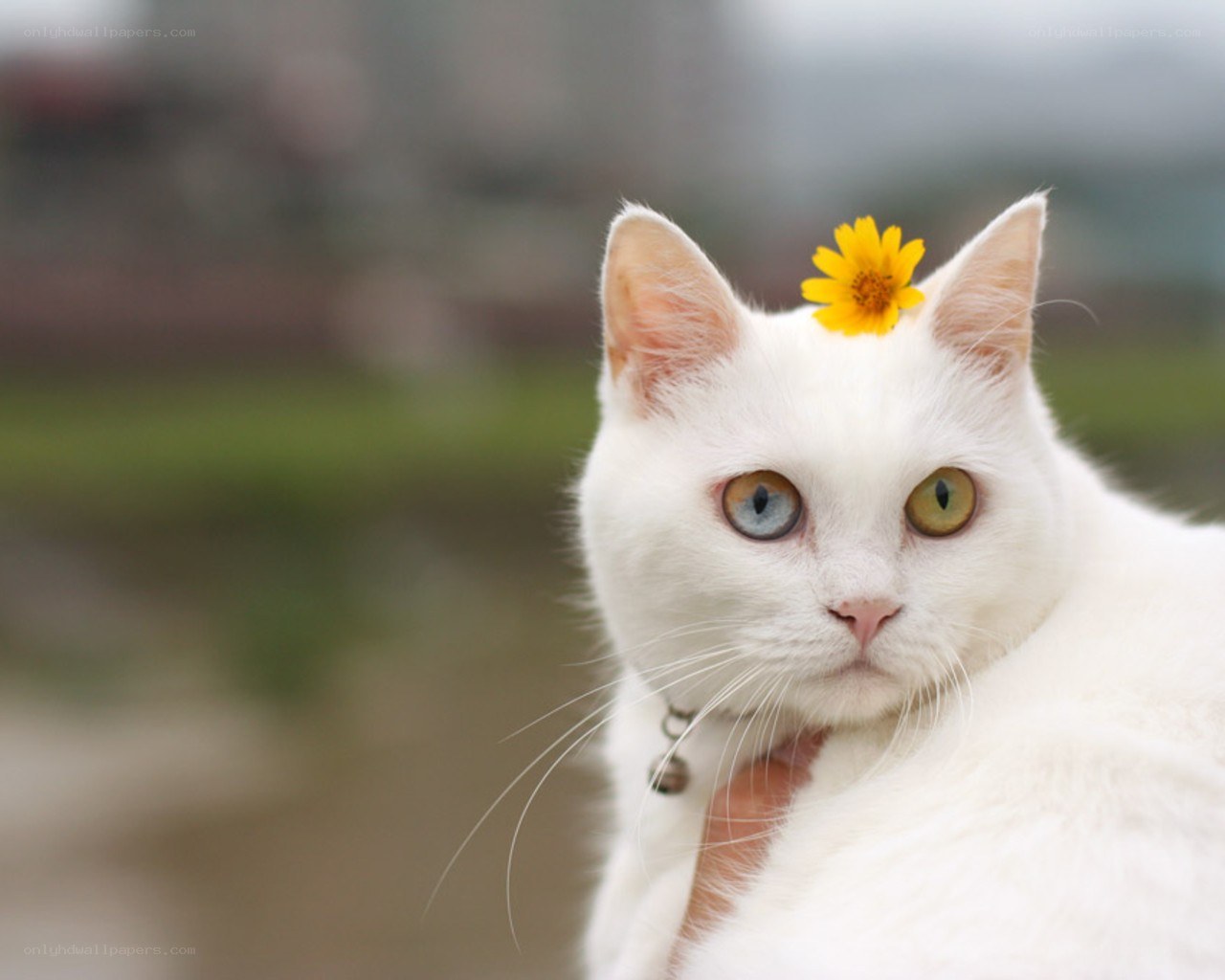 White cat with flower on head