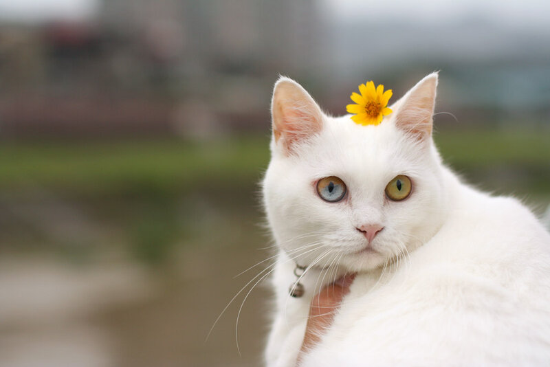 White Cat with Flower