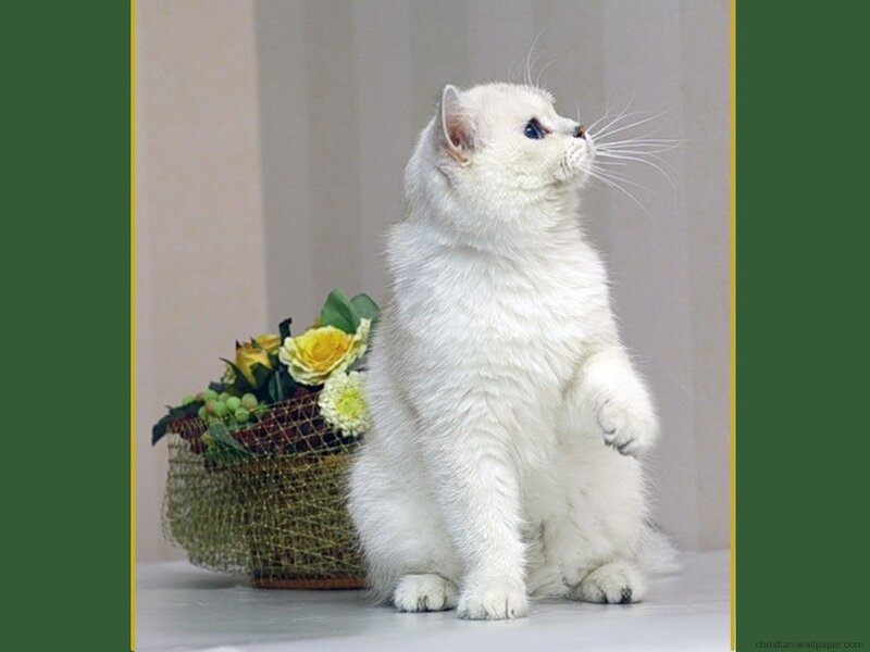 white cat with flowers