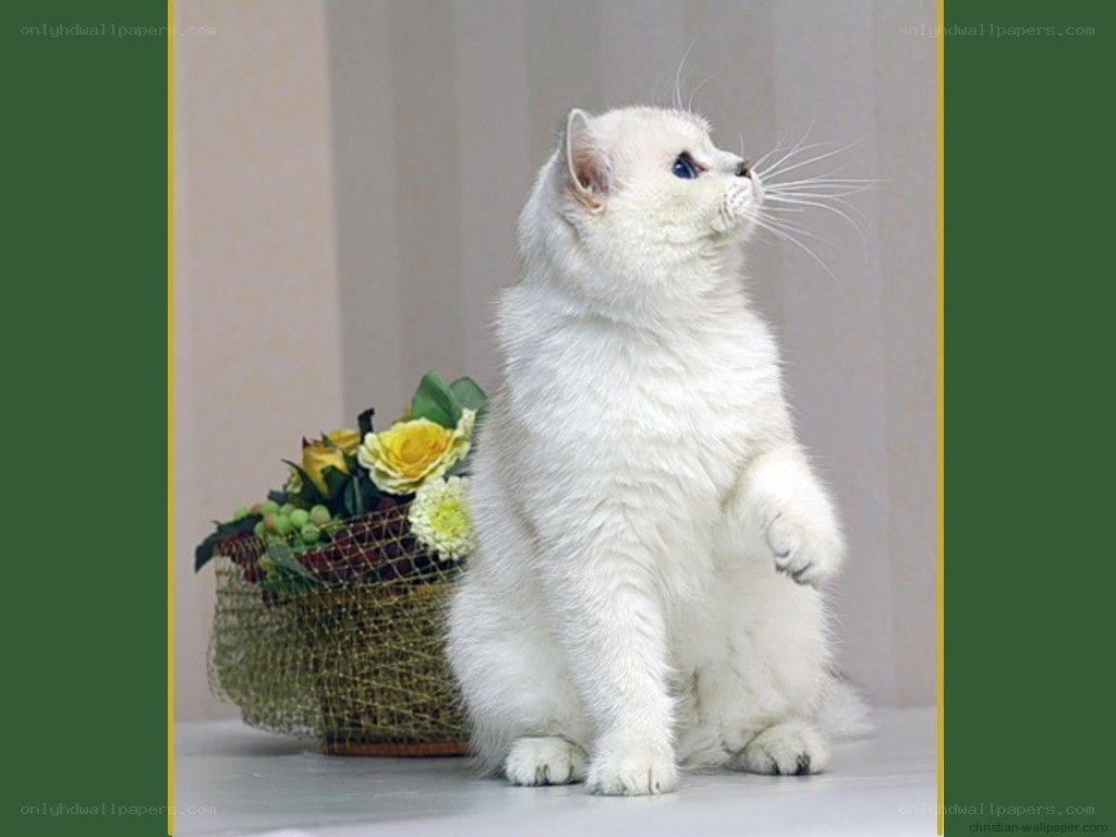 white cat with flowers