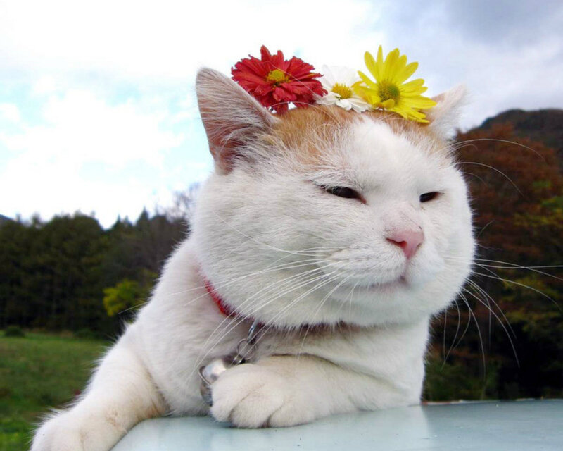 White Cat with Flowers — Calm, Afternoon, Photograph