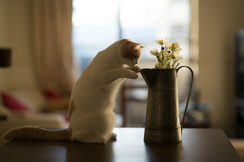 White Cat with Flowers — Calm, Afternoon