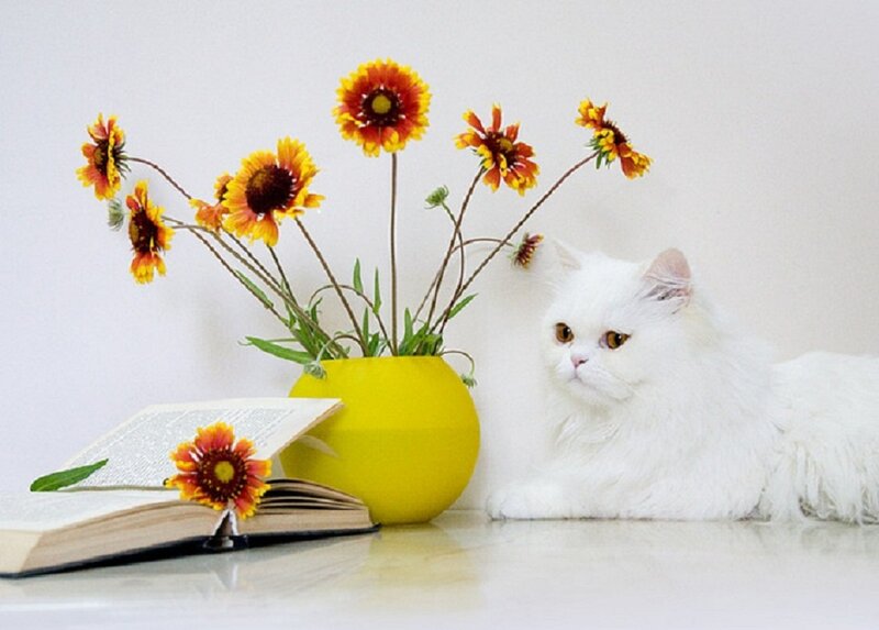White Cat with Flowers — Calm, Photograph