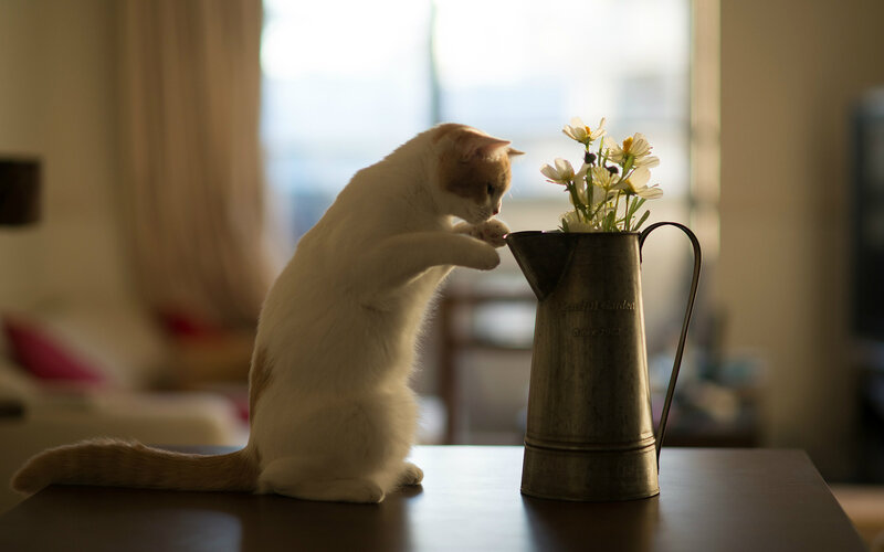 White Cat with Flowers — Calm