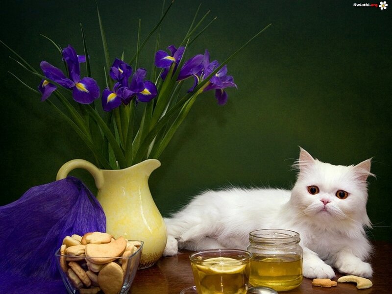 White Cat with Flowers — Green