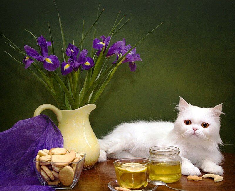 White Cat with Flowers — Purple, Calm