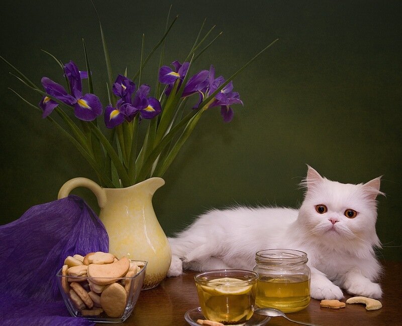 White Cat with Flowers — Purple