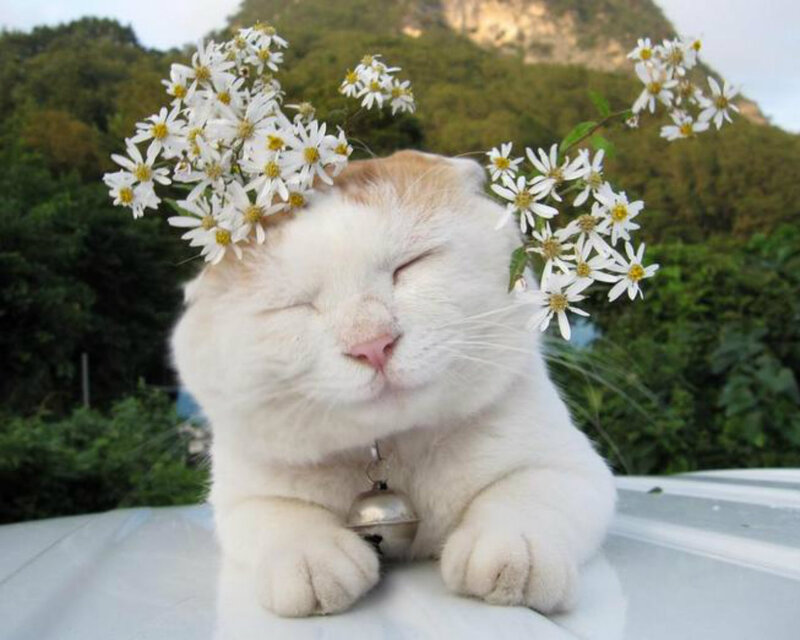 White Cat with Flowers — Serene, Afternoon