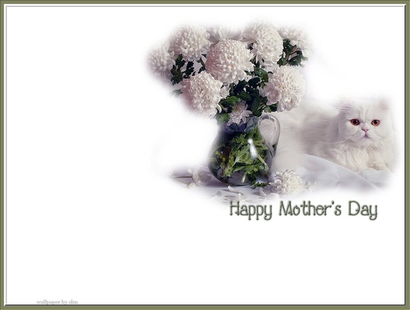 White Cat with Flowers — Serene, Photograph