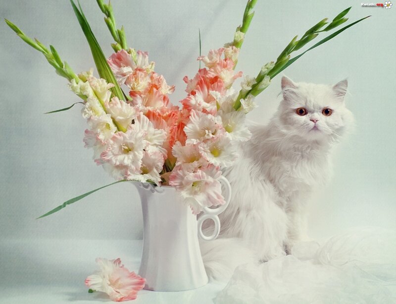 White Cat with Flowers — Serene, Photograph, Vase