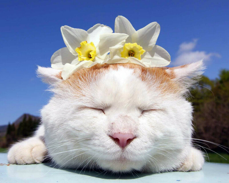 White Cat with Flowers — Serene, Spring, Photograph, Sky