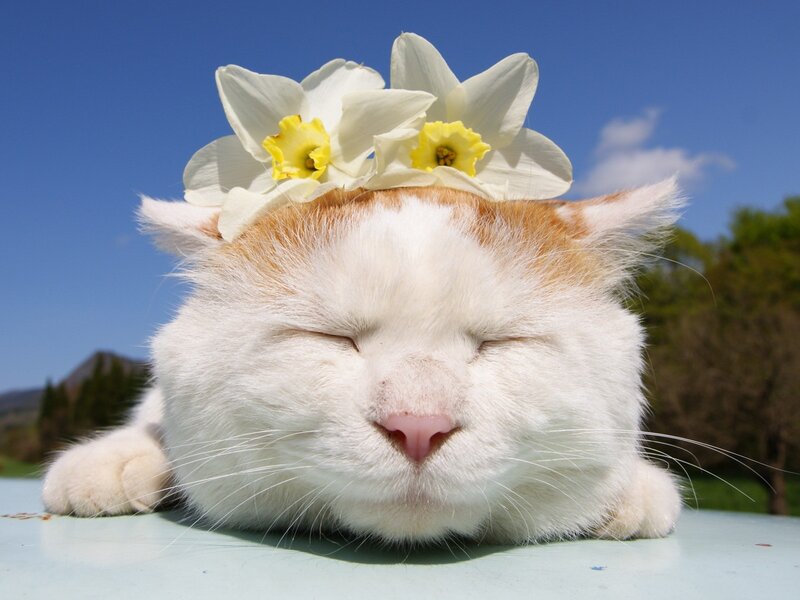 White Cat with Flowers — Serene, Spring, Photograph