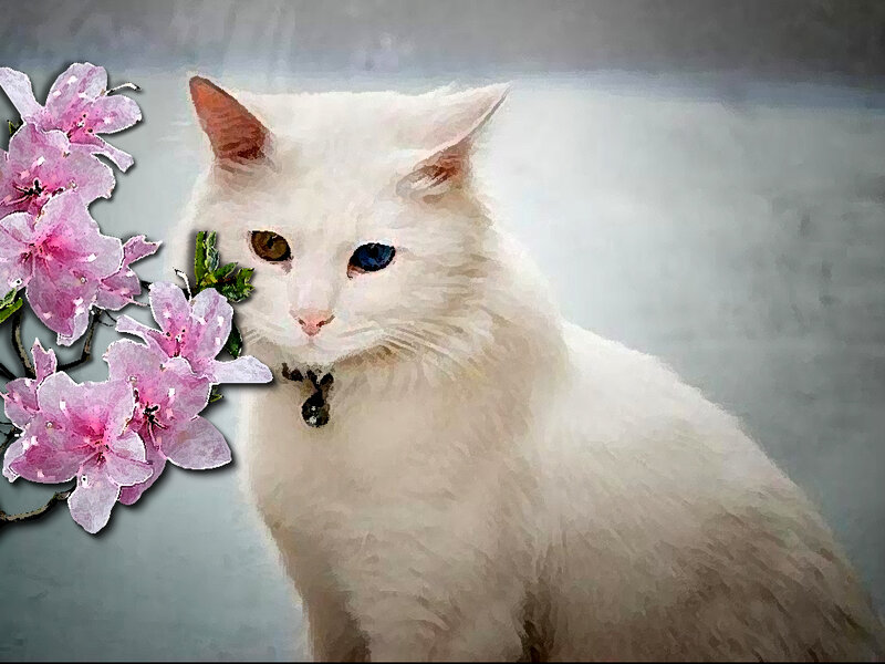 White Cat with Flowers — Serene, Spring