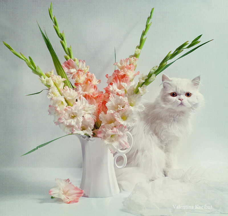 White Cat with Flowers — Serene