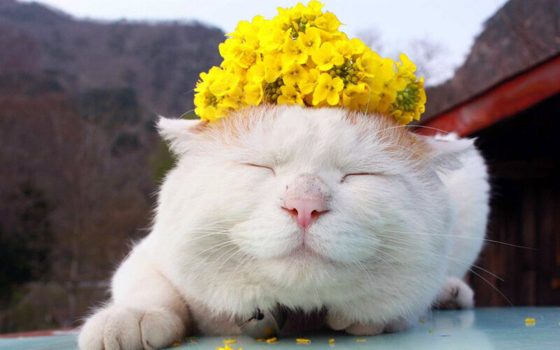 White Cat with Flowers — Yellow, Peaceful