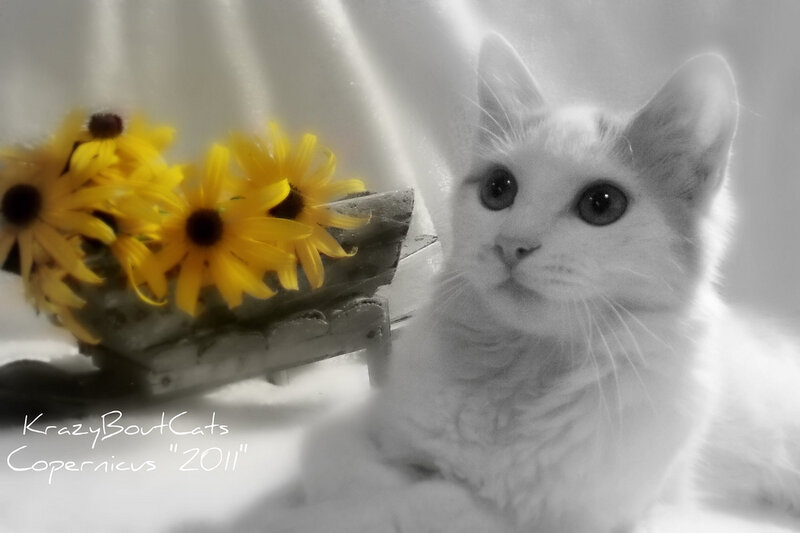 White Cat with Flowers — Yellow