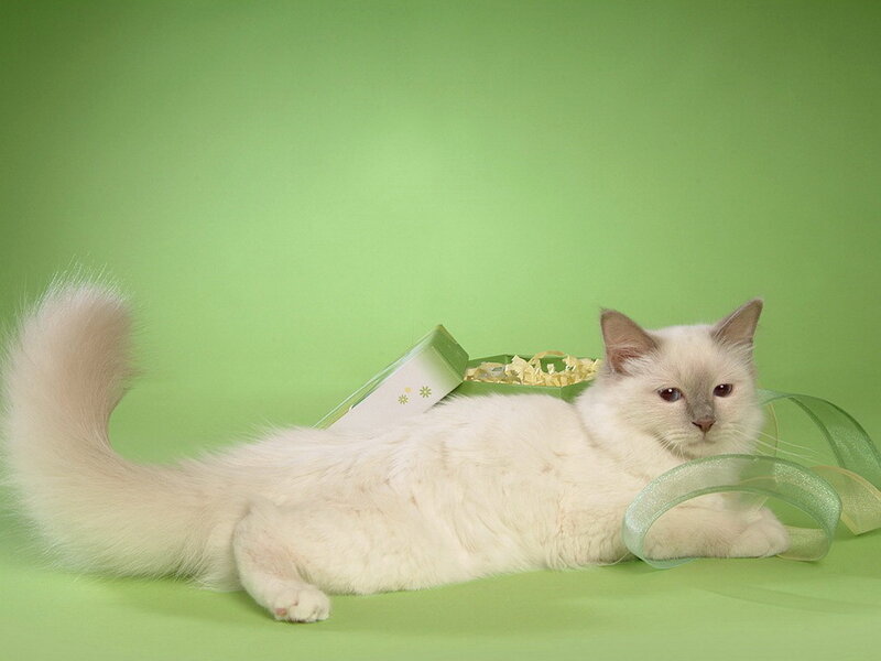 White Cat with Fluffy Tail