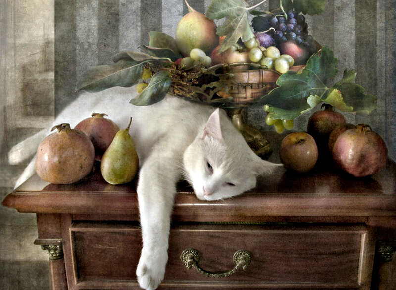 White cat with fruit still life