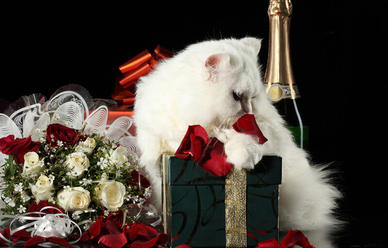 White Cat with Gift Box